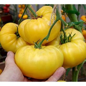 Semillas de tomate giant yellow