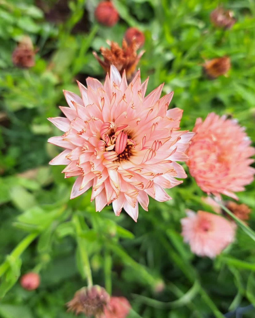 Semillas de caléndula strawberry blonde – Construyendo Huertos