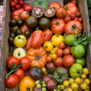 Semillas de tomates mix sorpresa