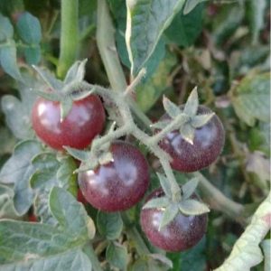 Semillas de tomate arándano