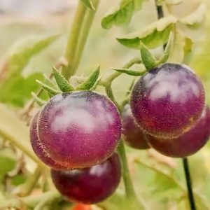 Semillas de tomate arándano