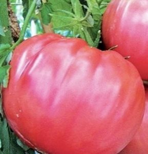 Semillas de tomate rosado hoja de papa