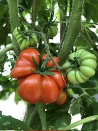 Semillas de tomate costoluto genovese