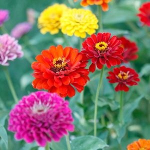 Semillas zinnia grande