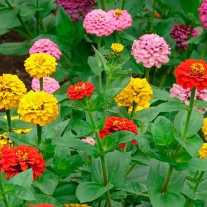 Semillas zinnia grande