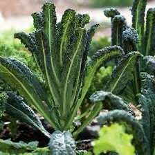 Semillas de kale nero di toscano