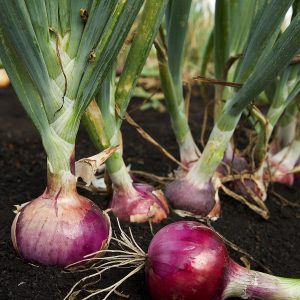 Semillas de cebolla morada