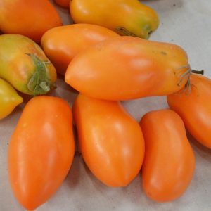 Semillas tomate midas orange