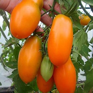 Semillas tomate midas orange