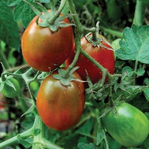 Semillas de tomate black plum