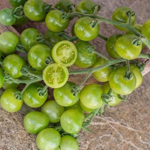 Semillas de tomate green doctor