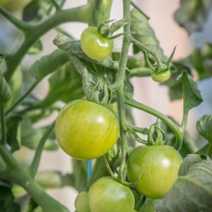 Semillas de tomate green doctor