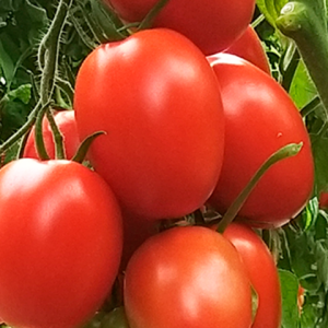 Semillas de tomate pera grande