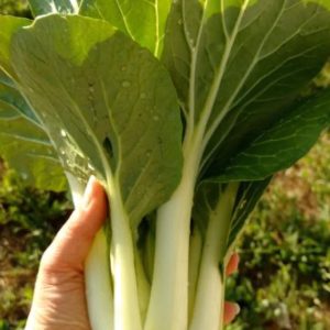 Semillas de pak choi verde