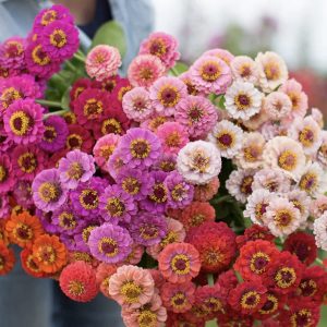 Semillas de zinnia lilliput