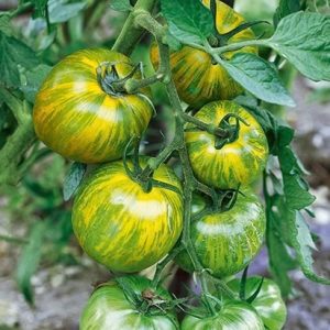 Semillas de tomate green zebra