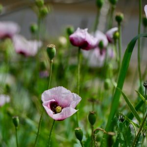 Semillas de amapolas mix