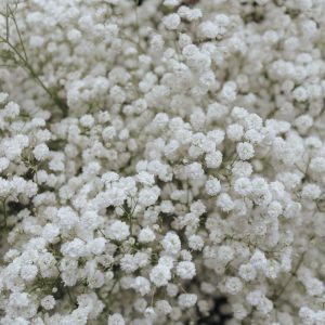 Semillas de velo de la novia blanco