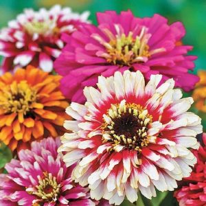 Semillas de zinnia carrusel