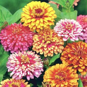 Semillas de zinnia carrusel