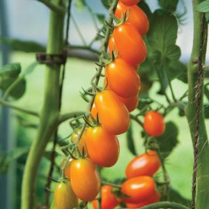 Semillas de tomate uva naranjo