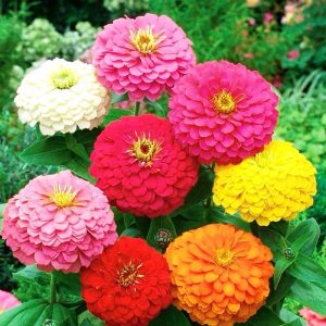 Semillas de zinnia mamut