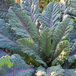 Semillas de kale dazzling blue