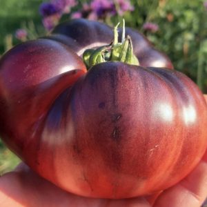 Semillas de tomate black cherokee