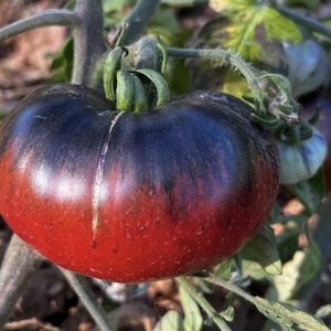 Semillas de tomate black cherokee