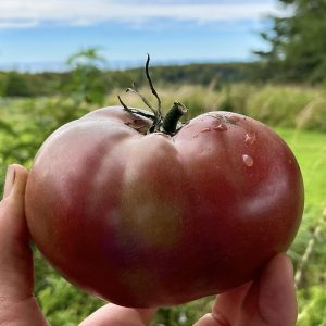 Semillas de tomate carbon