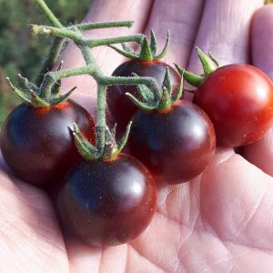 Semillas de tomate blue berry