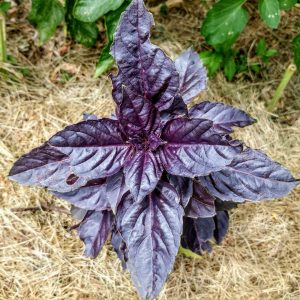 Semillas de albahaca morada