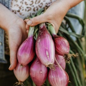 Semillas de cebolla lunga rossa