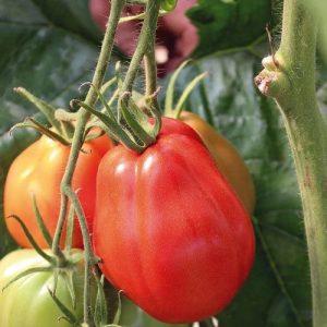 Semillas de tomate corazón de buey