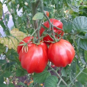 Semillas de tomate corazón de buey