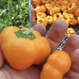 Semillas de pimiento mini bell naranja