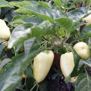 Semillas de albino sweet pepper