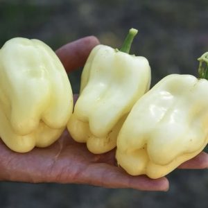 Semillas de albino sweet pepper