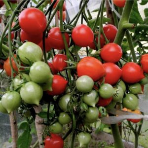 Semillas de tomate ramallet