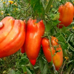 Semillas de tomate cornudo de los andes