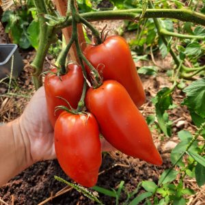 Semillas de tomate cornudo de los andes