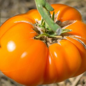 Semillas de tomate limachino naranjo