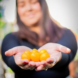 Semillas tomate yellow plum