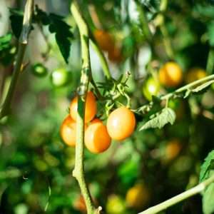 Semillas tomate yellow plum