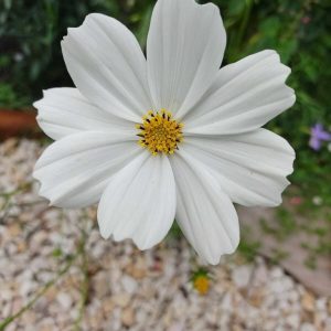 Semillas de cosmos blanco purity