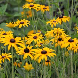 Semillas de rudbeckia