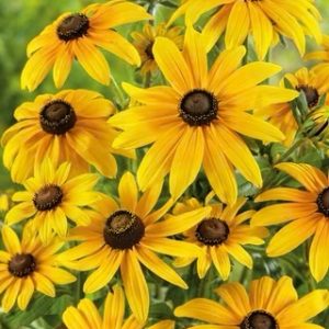 Semillas de rudbeckia