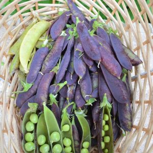 Semillas de arveja purple podded