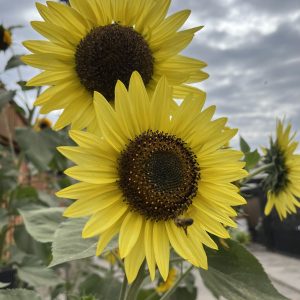 Semillas de girasol lemon queen