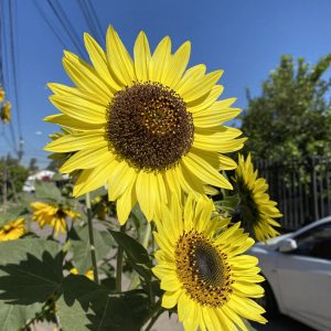 Semillas de girasol lemon queen